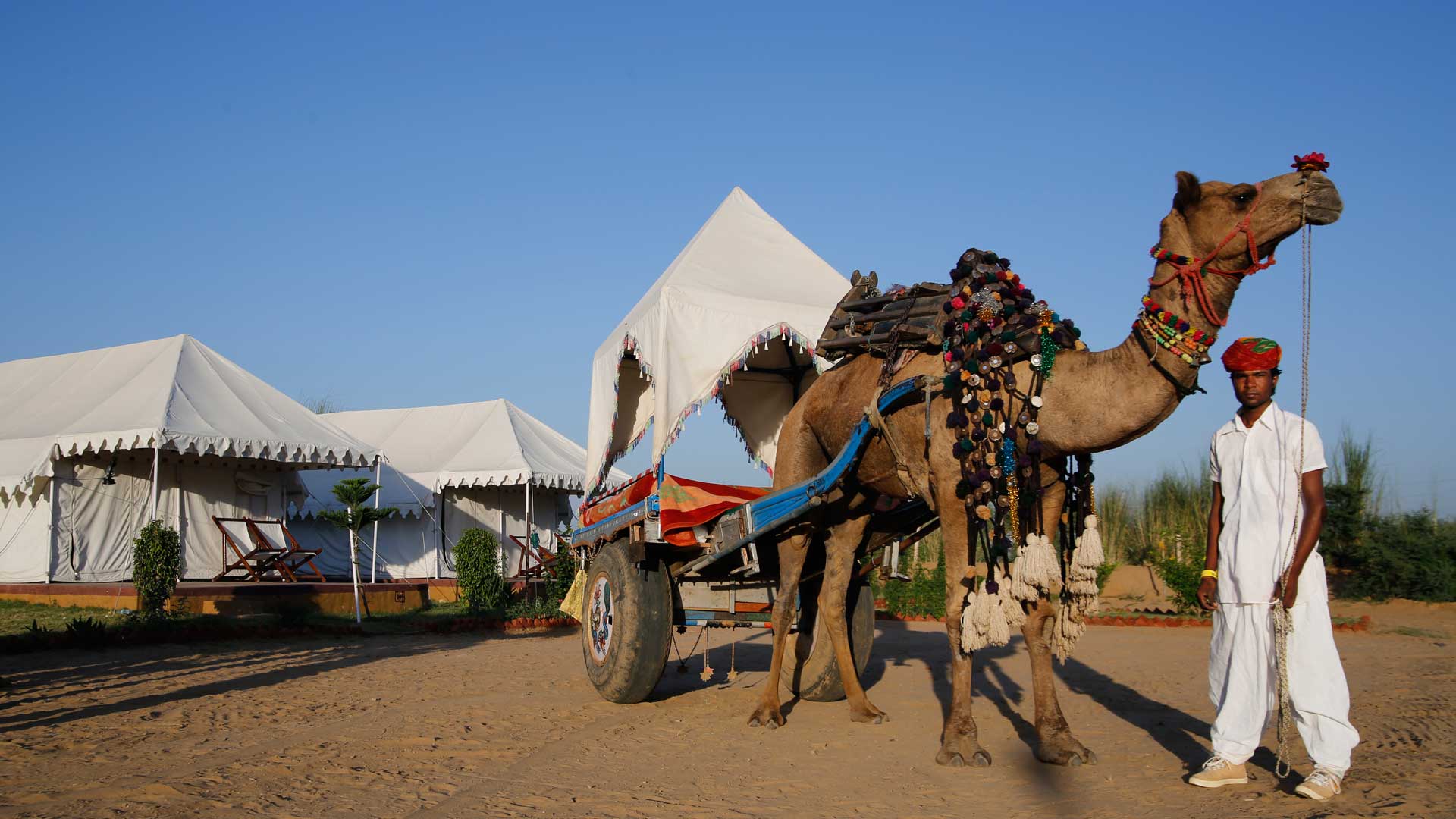 Sunset camel Safari Pushkar, Sunrise camel Safari Pushkar, Half day camel Safari Pushkar, Full day camel Safari Pushkar,Swiss tent pushkar,tent in pushkar,pushkar fair camp,desert camp pushkar,desert safari pushkar