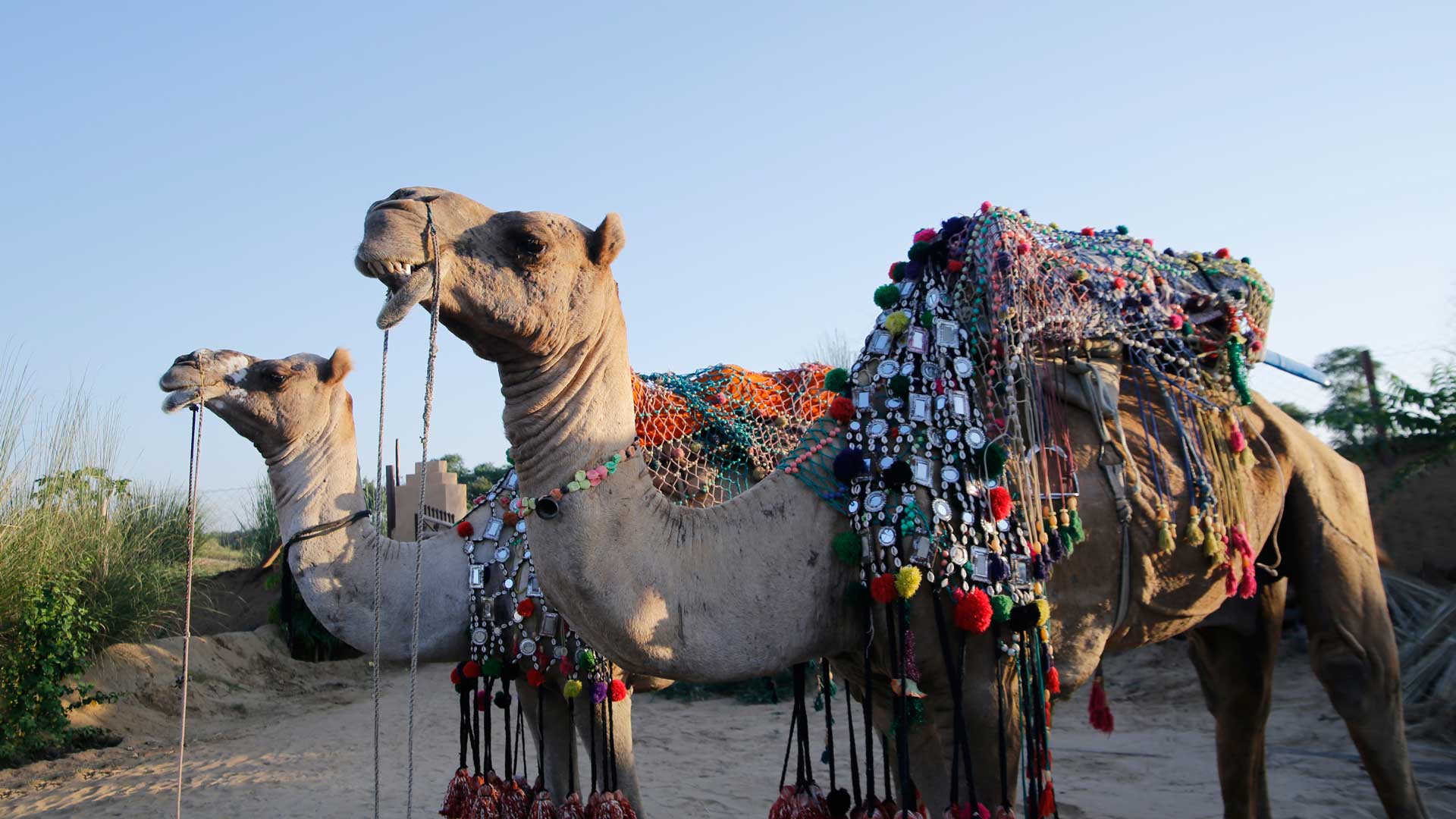 Sunset camel Safari Pushkar, Sunrise camel Safari Pushkar, Half day camel Safari Pushkar, Full day camel Safari Pushkar,Swiss tent pushkar,tent in pushkar,pushkar fair camp,desert camp pushkar,desert safari pushkar